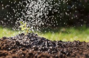 Gartenbewässerung selbst planen: So funktioniert’s günstig und effektiv